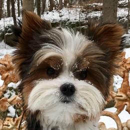 Yorkshire Terrier All Grown Up from Bello Toys