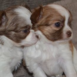 Chihuahua Puppies from BG's Chihuahua