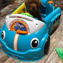 Labrador Retriever Puppies from Terracotta Treasures Labradors