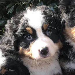  Puppies from Brooks Berner Bears