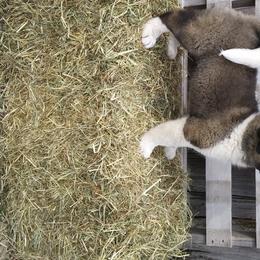 Akita Puppies from BleuMoon Akitas
