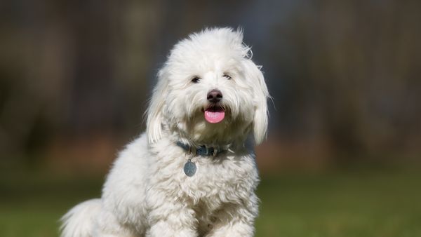 Find Coton de Tulear puppies for sale