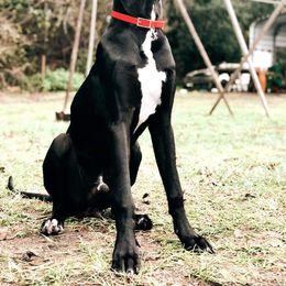 Great Dane Puppies from Dynamic Danes