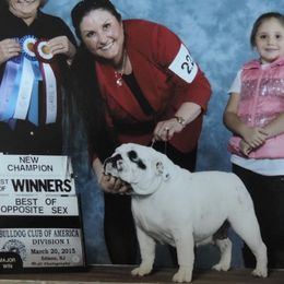 Abigail - Bulldog