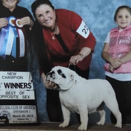 Abigail - Bulldog