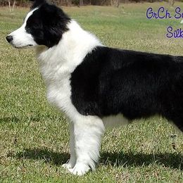 Reagan - Border Collie