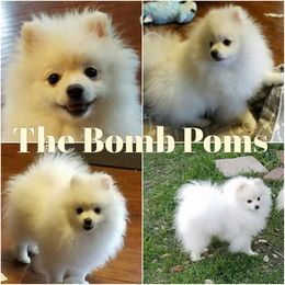 Pomeranian Puppies from The Bomb Poms