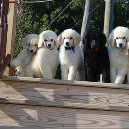 Standard Poodle Puppies from D and D Standard Poodles