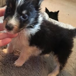 Shetland Sheepdog Puppies from Sharon’s Family Shelties