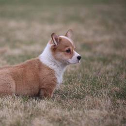 Pembroke Welsh Corgi Puppies from Edgewood Farm