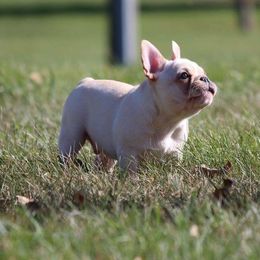 French Bulldog Puppies from Epic French Bulldogs