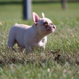 French Bulldog Puppies from Epic French Bulldogs