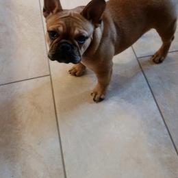 French Bulldog Puppies from Sweetheart Frenchies