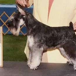 Jewel - Miniature Schnauzer