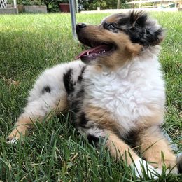 PreciousGem Minis breeder of Miniature American Shepherd