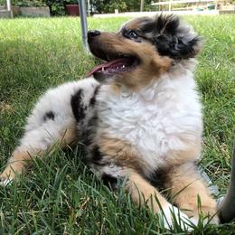PreciousGem Minis breeder of Miniature American Shepherd