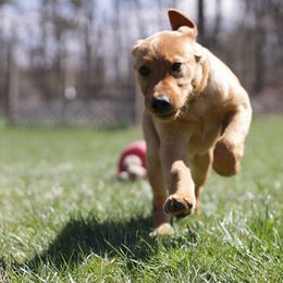 Newfoundland Retrievers breeder of Labrador Retriever