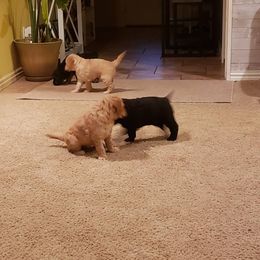  Puppies from Hopehouse Doodles