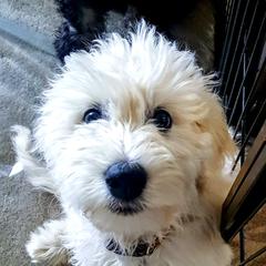 Goldendoodle Puppies from Bear Lake Bearded Retrievers