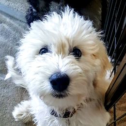 Goldendoodle Puppies from Bear Lake Bearded Retrievers