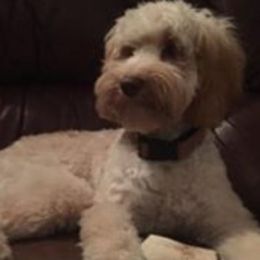 Dolly - Australian Labradoodle