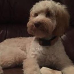 Dolly - Australian Labradoodle