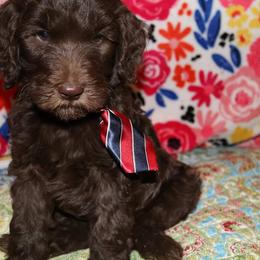 Labradoodle Puppies from Renee Cornish