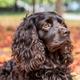 Boykin Spaniel