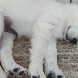 Golden Retriever Puppies from Sleepy Morning Golden's