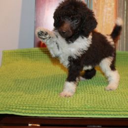 Poodle Puppies from DuBois Standard Poodles