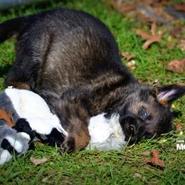 German Shepherd Puppies from Haus Morrisson German Shepherds