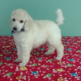 Standard Poodle Puppies from DancingCloud Kennels