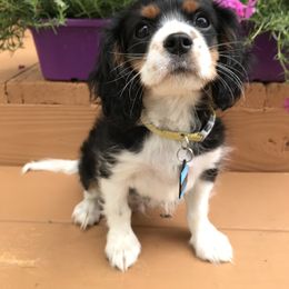 Cavalier King Charles Spaniel Puppies from Hotchkiss Cavaliers