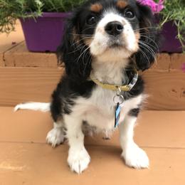 Cavalier King Charles Spaniel Puppies from Hotchkiss Cavaliers