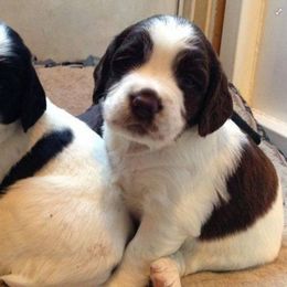 English Cocker Spaniel and English Springer Spaniel Puppies from PrairieRose Gundogs