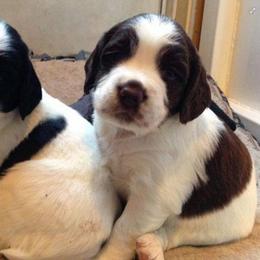 English Cocker Spaniel and English Springer Spaniel Puppies from PrairieRose Gundogs