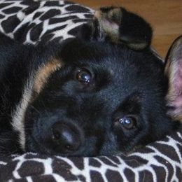 German Shepherd Puppies from Select Shepherds
