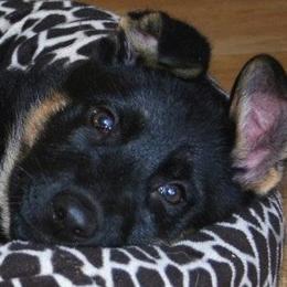 German Shepherd Puppies from Select Shepherds