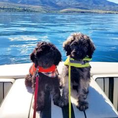 Bear Lake Bearded Retrievers breeder of Goldendoodle