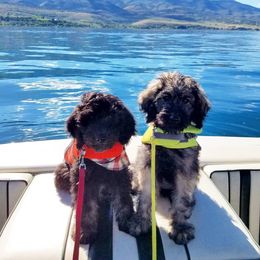 Bear Lake Bearded Retrievers breeder of Goldendoodle