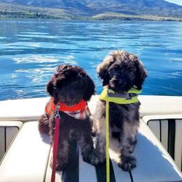 Bear Lake Bearded Retrievers breeder of Goldendoodle