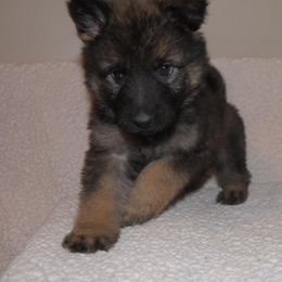 German Shepherd Puppies from Stevens German Shepherds