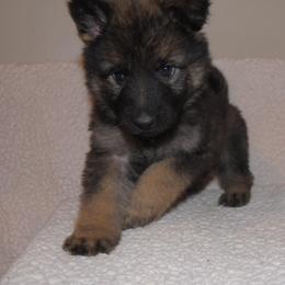 German Shepherd Puppies from Stevens German Shepherds
