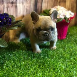 French Bulldog Puppies from Sharp-Noble French Bulldogs