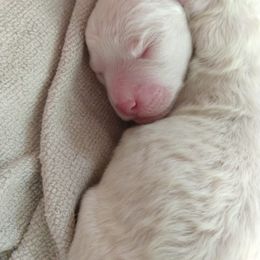 Bichon Frise Puppies from Bijou Bichon