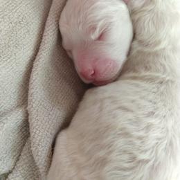 Bichon Frise Puppies from Bijou Bichon