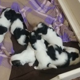 Havanese Puppies from Bedlem Havanese