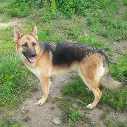 Hilma - German Shepherd