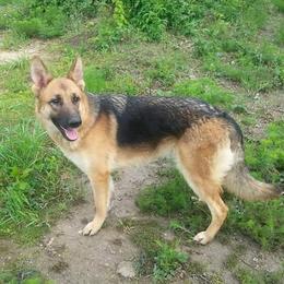 Hilma - German Shepherd