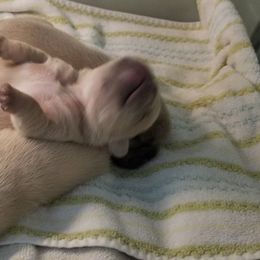 French Bulldog and Labrador Retriever Puppies from 888 Frenchies